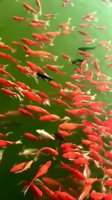 一天到晚游泳的鱼